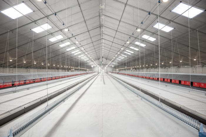 Broiler-Breeder-2.jpg