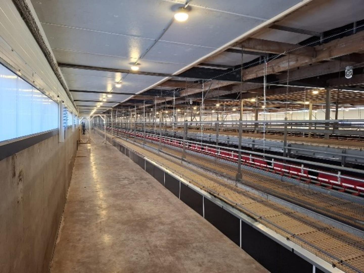 manure belt system installed beneath slatted livestock flooring