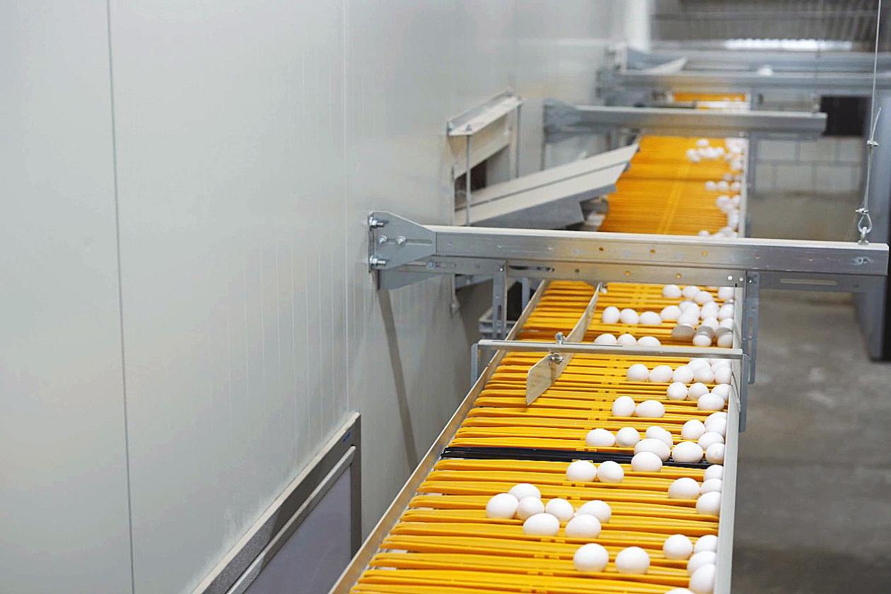 FlexBelt High Flow - Egg Handling