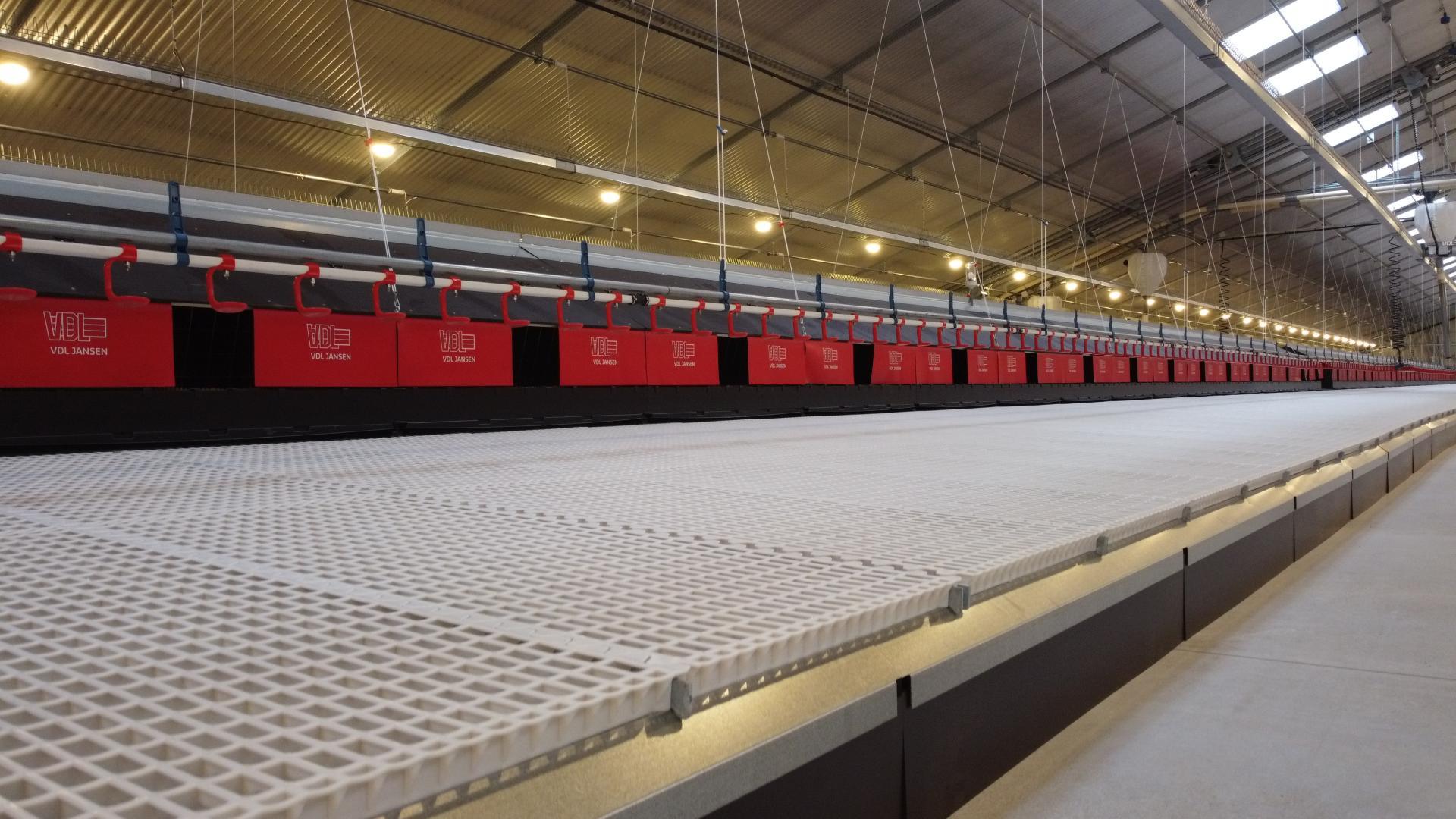 Slatted floor above a single manure belt in a poultry house