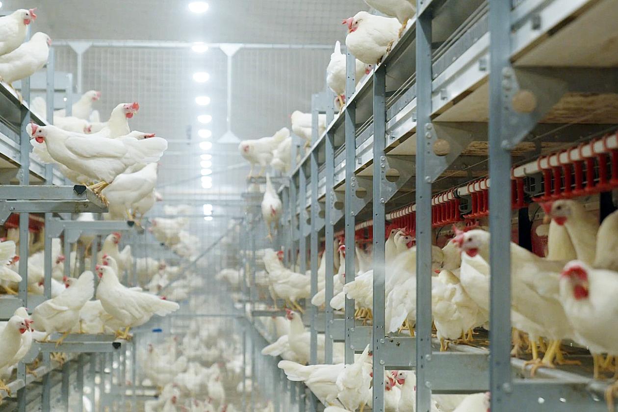 Organic Poultry Houses for Layers in the Netherlands 