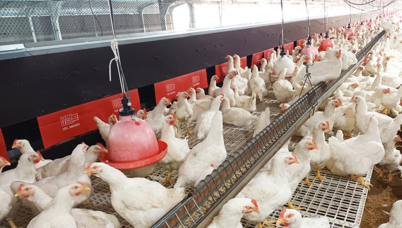 Poultry-Latin-America-3.jpg